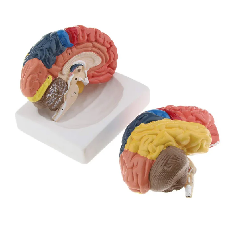 Life Size Anatomical Human Bra - Medical Lab Supplies 评论和价格