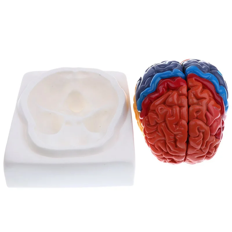 Life Size Anatomical Human Bra - Medical Lab Supplies 评论和价格
